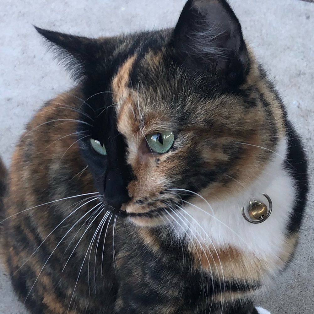 Meet your Posher, Dianxia